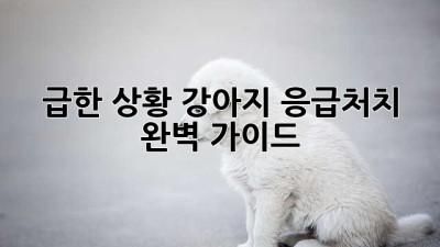 급한 상황! 강아지 응급처치 완벽 가이드🐶